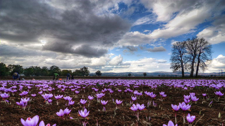 Ο κόκκινος θησαυρός που κοστίζει 1.450 ευρώ το κιλό