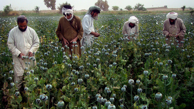 OHE: Αυξήθηκε η καλλιέργεια παπαρούνας στο Αφγανιστάν