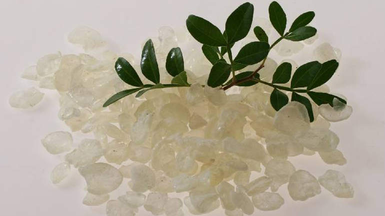 Η μαστίχα μειώνει τη χοληστερίνη