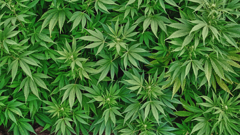 Αν η κάνναβη είναι δυνατή, διπλασιάζεται ο κίνδυνος εξάρτησης