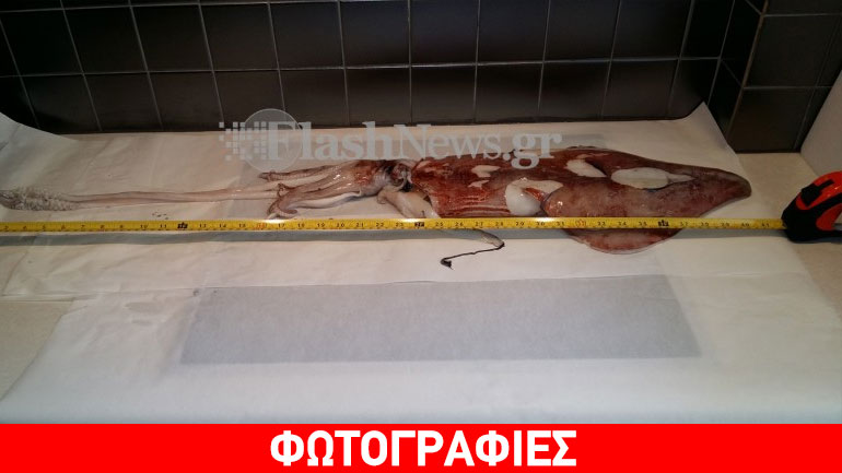 Έπιασαν καλαμάρι πάνω από 2 κιλά στη Σούδα