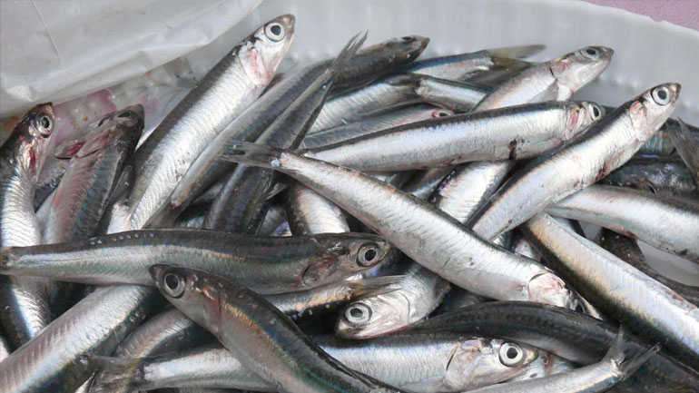 Γαύρο και σαρδέλα τρώνε πλέον οι Έλληνες