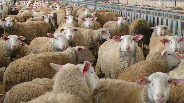 Ανήλικοι χτύπησαν ηλικιωμένο στον Τύρναβο για δύο αρνιά