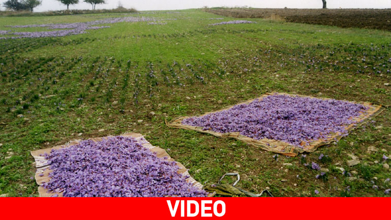 Ξεκίνησε η συγκομιδή του μοβ χρυσού της Κοζάνης Ξεκίνησε η συγκομιδή του μοβ χρυσού της Κοζάνης