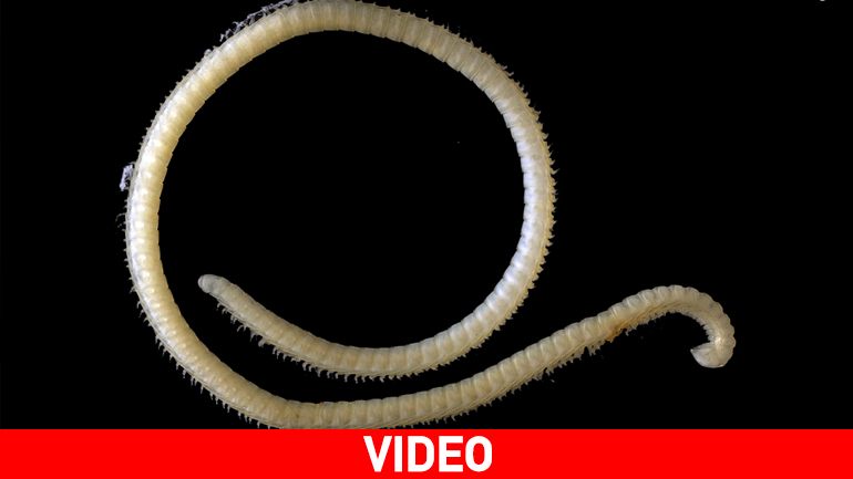 Ανακαλύφθηκε το πιο… προικισμένο σκουλήκι στον κόσμο!