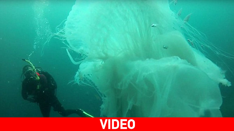 Δύτης ήρθε αντιμέτωπος με μία τεράστια μέδουσα…