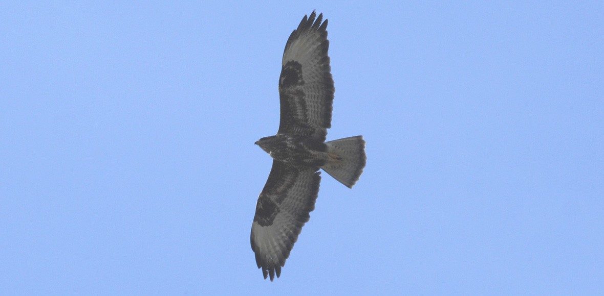 Το πέταγμα του γερακιού