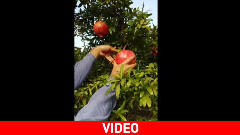 Ρόδι για …ρεκόρ Γκίνες στο Γριζάνο Τρικάλων