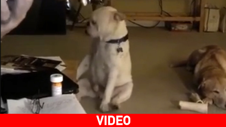 Όταν τα σκυλάδικα είναι όλη σου η ζωή…