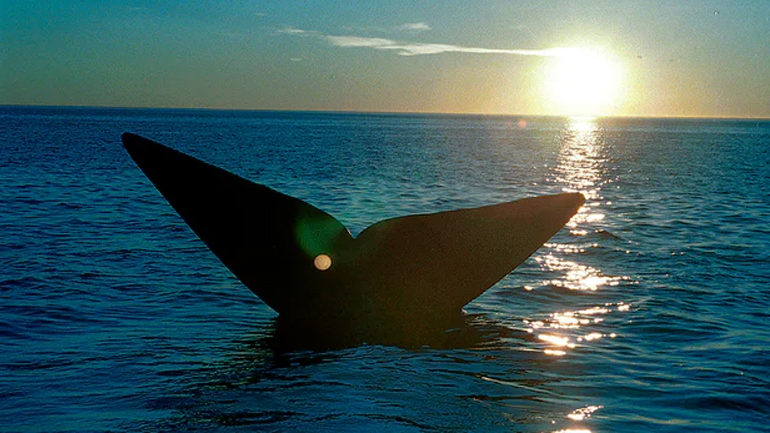Απερρίφθη η πρόταση δημιουργίας καταφυγίου για φάλαινες στον Νότιο Ατλαντικό