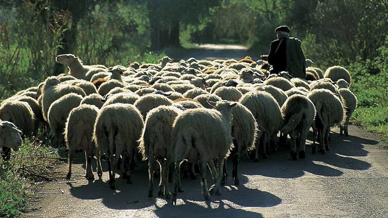 Ξεκινά η ετήσια απογραφή αιγοπροβάτων στη Λήμνο