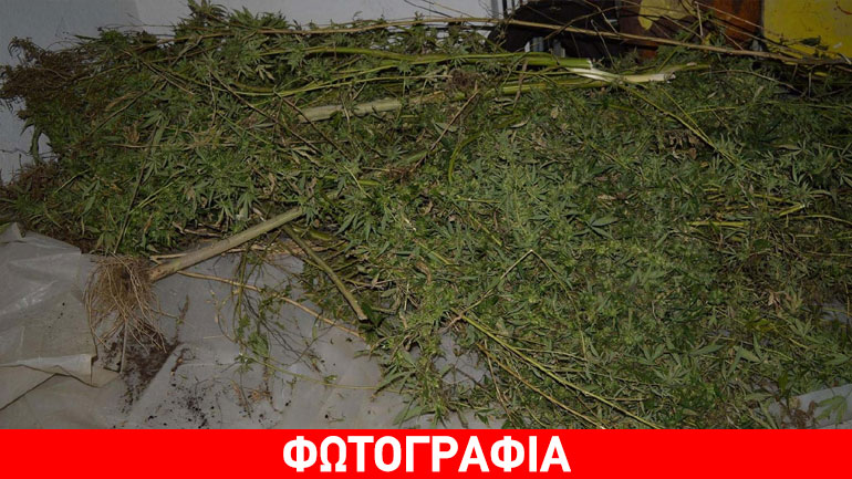 Φυτεία κάνναβης στην Πέλλα