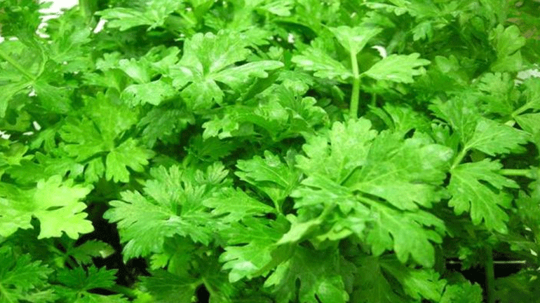 Ανακαλύψτε το σέλινο και τα οφέλη του και θα αλλάξει η ζωή σας!