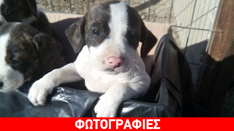 Φιλοζωικό Σωματείο Λήμνου: «Η εγκατάλειψη κουταβιών έξω από κυνοκομεία δεν είναι λύση!»