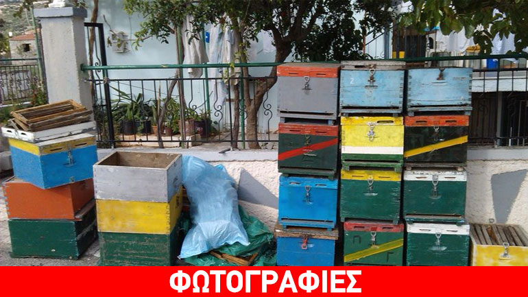 Βοιωτία: Έκανε συλλογή από κλεμμένα μελίσσια