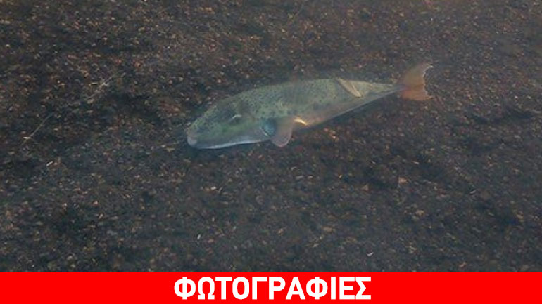 Λαγοκέφαλος μισού μέτρου ψαρεύτηκε στον Κούλε