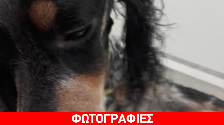 Χάθηκε/κλάπηκε σκύλος – Δίνεται αμοιβή