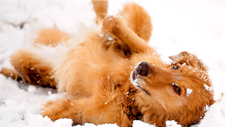 Πώς μπορώ να καταλάβω ότι ο σκύλος μου κρυώνει;