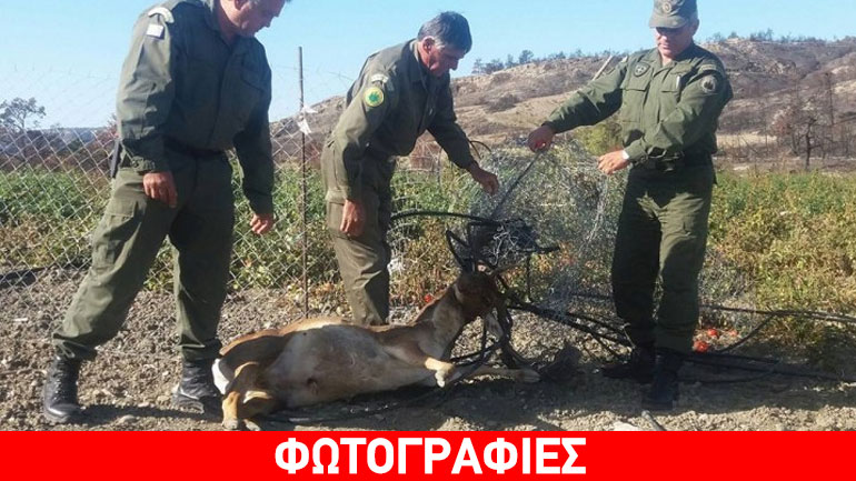 Ρόδος: Ελάφι μπλέχτηκε σε περίφραξη και πέθανε
