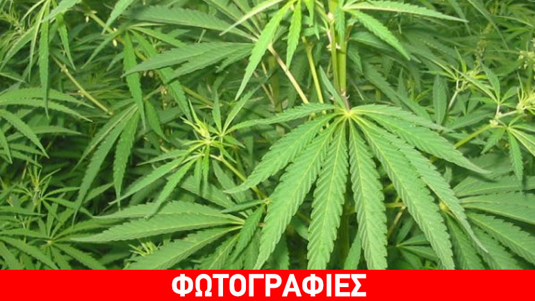 Πέλλα: Έκρυβε αυτοσχέδιο ξηραντήριο κάνναβης στο σπίτι του