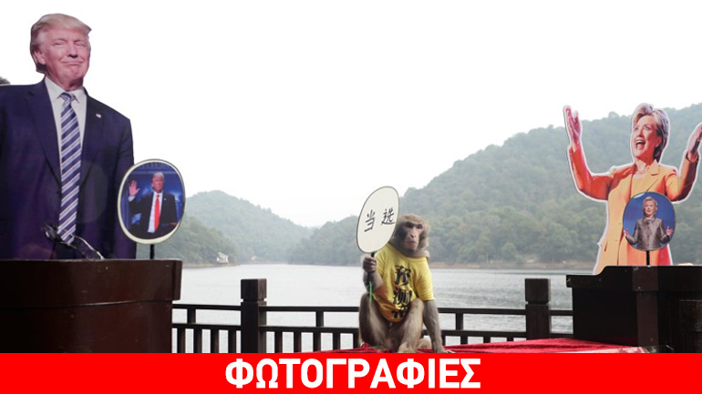 Εκλογές ΗΠΑ: Ποιος θα είναι νικητής σύμφωνα με τον… γκουρού πίθηκο Γκέντα;