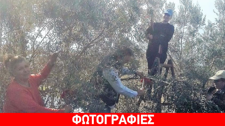 Στους ελαιώνες της Πιερίας έχει αρχίσει το λιομάζωμα