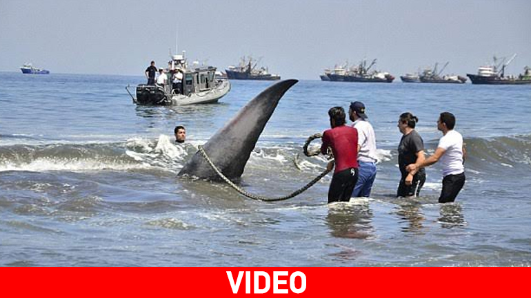Ηρωική διάσωση φάλαινας στη Χιλή