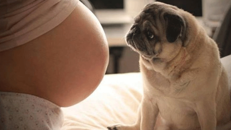 Εγκυμοσύνη και Ζωάκια