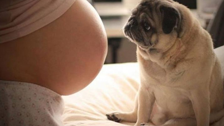 Εγκυμοσύνη και ζωάκια