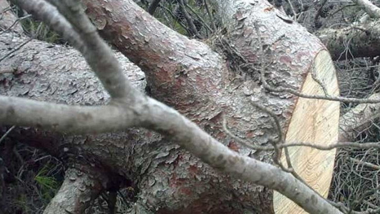 Τραγικός θάνατος ηλικιωμένου: Καταπλακώθηκε από δέντρο