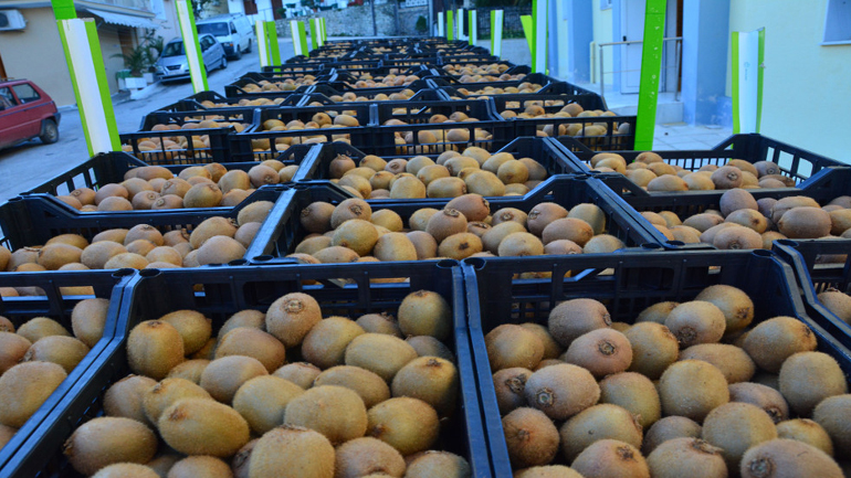 Τα ακτινίδια του Νέστου κατακτούν τον Καναδά, το Χονγκ Κονγκ και το Ντουμπάι