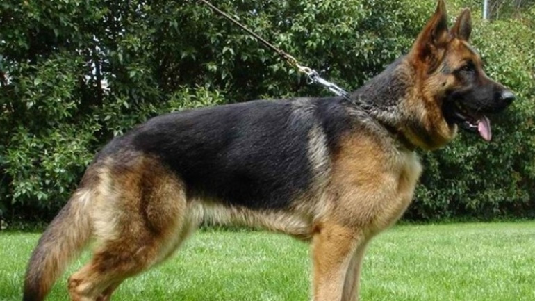 Μυτιλήνη: Σκύλος επιτέθηκε και τραυμάτισε ανήλικο