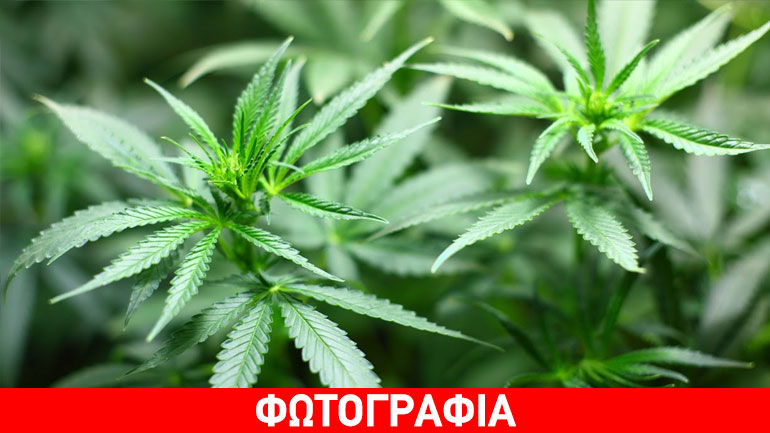 Συνελήφθη 36χρονος στη Βέροια για κατοχή κάνναβης