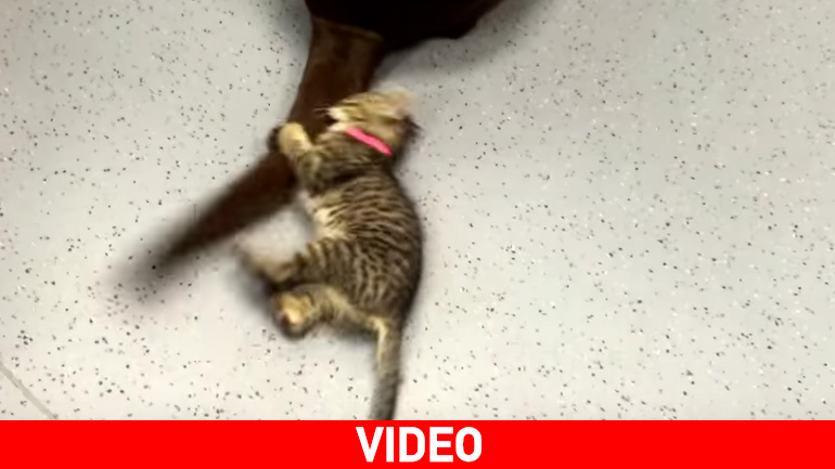 Γατάκι Vs ουράς!