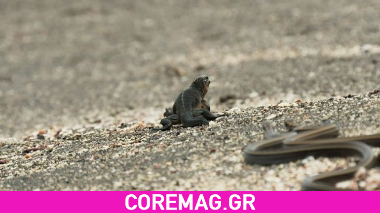 Ο κινηματογράφος της φύσης