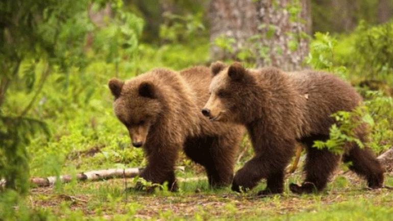 Μεταμεσονύκτιες βόλτες για δύο αρκουδάκια στο κέντρο της Καστοριάς