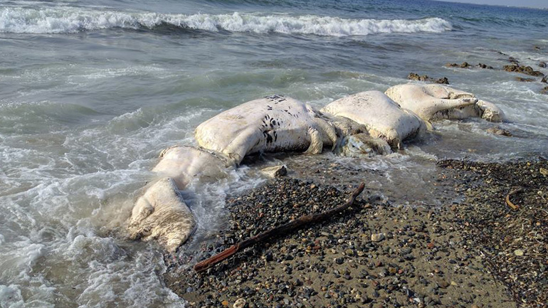 Νεαρή φάλαινα τραυματίστηκε θανάσιμα από προπέλα πλοίου και ξεβράστηκε στη Νεάπολη