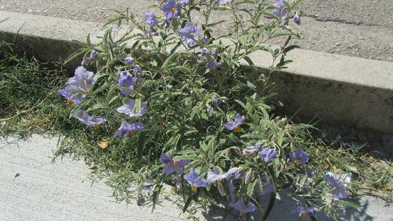 Ξενικό φυτό εξαπλώνεται ταχύτατα και απειλεί προστατευόμενες περιοχές