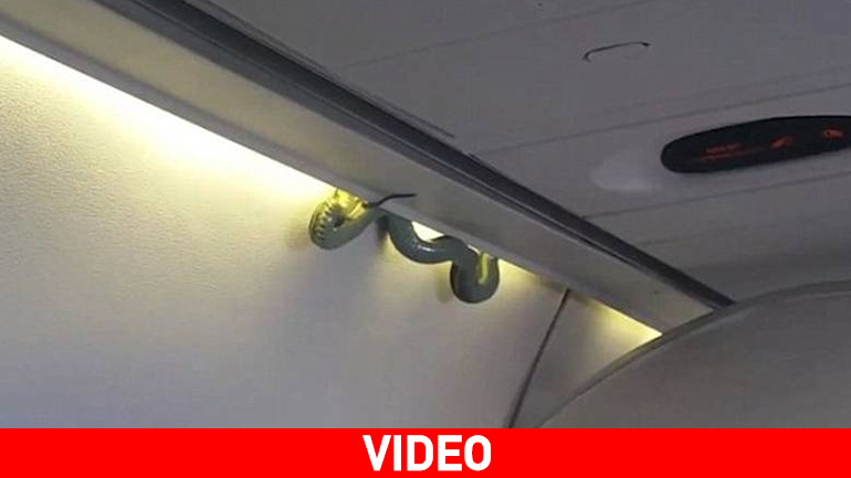 Φίδι πέφτει από την οροφή πάνω σε επιβάτες αεροπλάνου