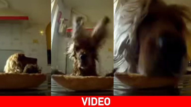 Περιμένει, επιτηρεί, πηδάει και… αρπάζει τη λιχουδιά!