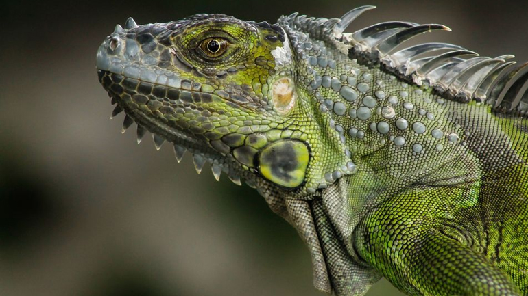 Χαλκιδική: Εντοπίστηκε ιγκουάνα 1,5 μέτρου