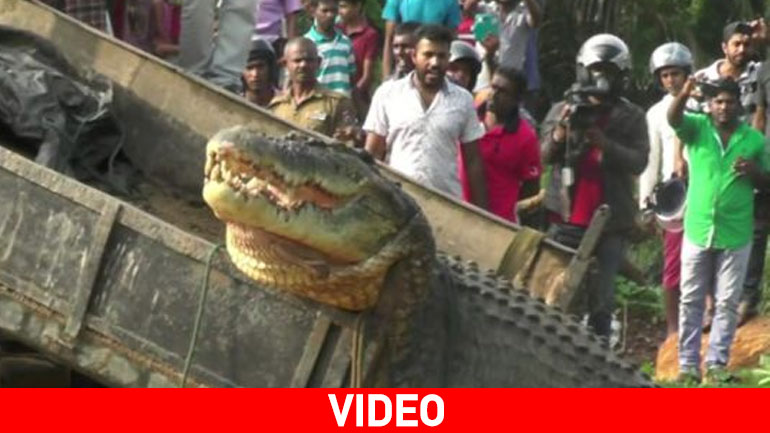 Κροκόδειλος 5 μέτρων εντοπίστηκε στη Σρι Λάνκα