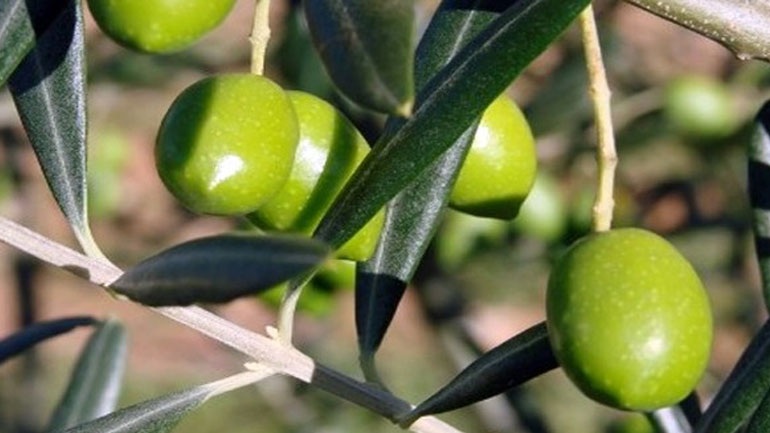 Χαλκιδική: Έβαλε χέρι σε ξένες ελιές…