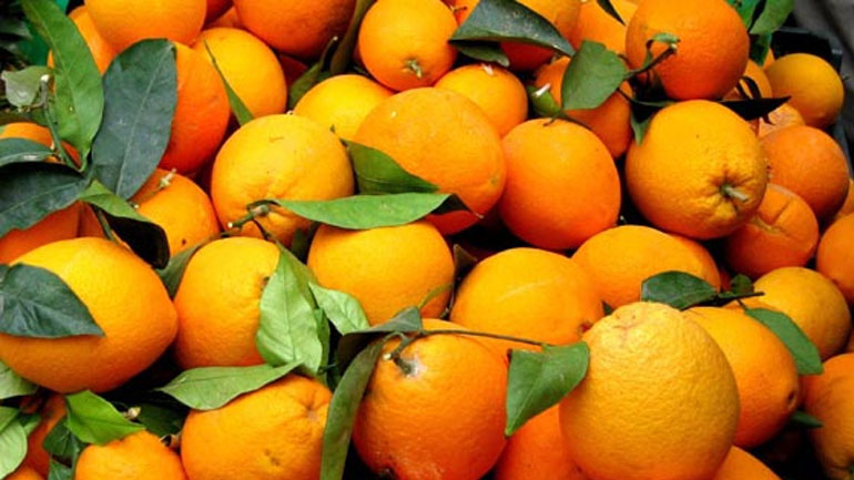 Στην τρίτη θέση η Ελλάδα στις εισαγωγές πορτοκαλιών στη Γερμανία