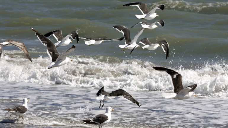 Τα θαλασσοπούλια τρώνε τα πλαστικά επειδή τους μυρίζουν σαν τροφή Τα θαλασσοπούλια τρώνε τα πλαστικά επειδή τους μυρίζουν σαν τροφή