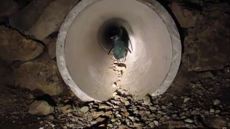 N. Ζηλανδία: Οι μπλε πιγκουίνοι έχουν δική τους υπόγεια διάβαση