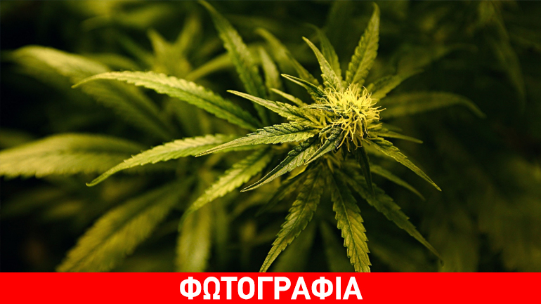 Κρήτη: Σύλληψη 33χρονου για καλλιέργεια κάνναβης
