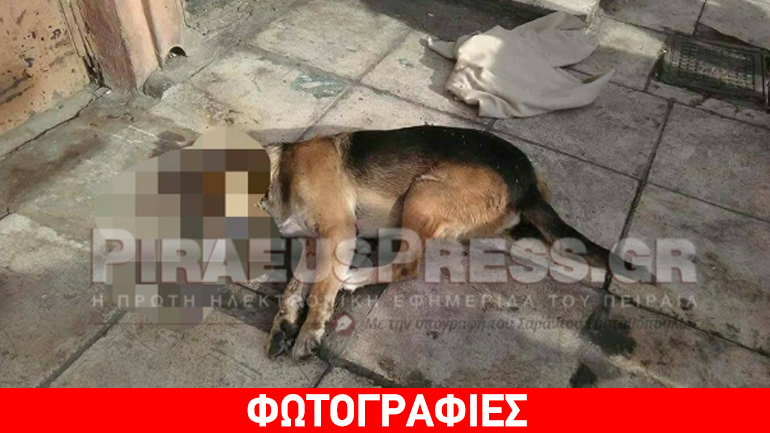Πειραιάς: Νεκρός σκύλος από φόλα