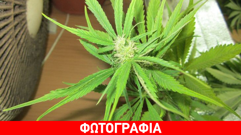 Κιλκίς: Ο σκύλος μύρισε την κάνναβη