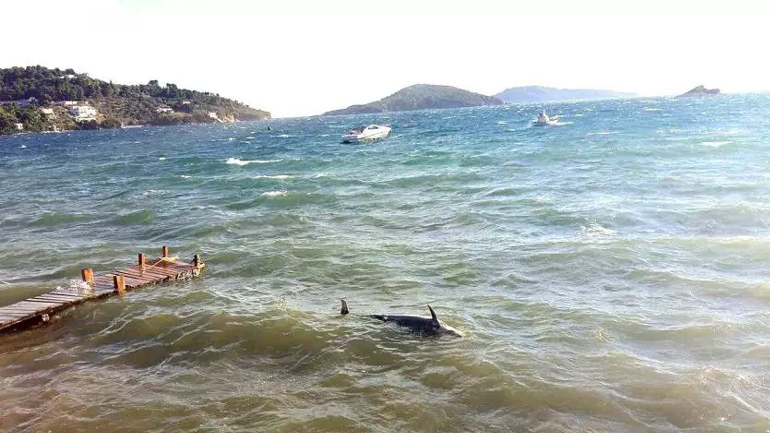 Νεκρό δελφίνι εκβράστηκε στη Σκιάθο